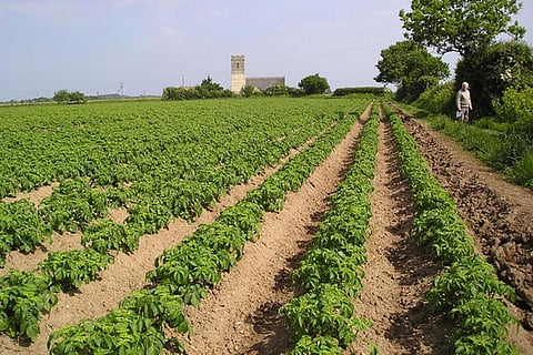 पर्यावरण को नुकसान पहुंचाए बिना फसलों में रोग नियंत्रण कर सकते हैं मिट्टी के सूक्ष्मजीव