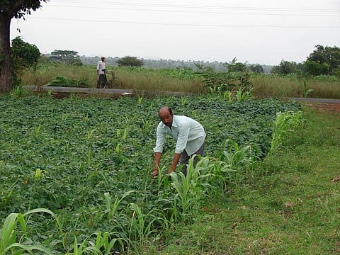 आंध्र प्रदेश सरकार का लक्ष्य 2030 तक पूरे राज्य की खेती को प्राकृतिक खेती में बदलना है। फोटो: सीएसई