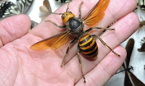 Honey bees are especially affected by air pollutants which often kill them or impair their sense of smell. Photo: iStock