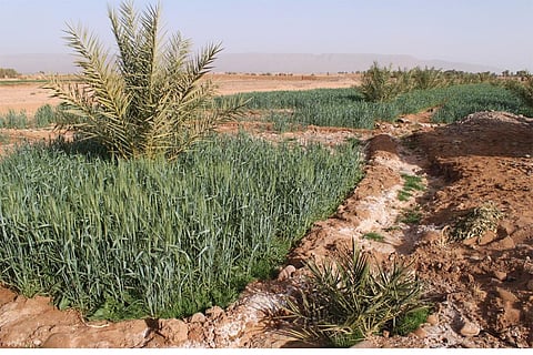 फोटो : विकिमीडिया कॉमन्स