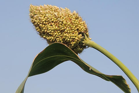 फोटो : विकिमीडिया कॉमन्स, जवार की फसल