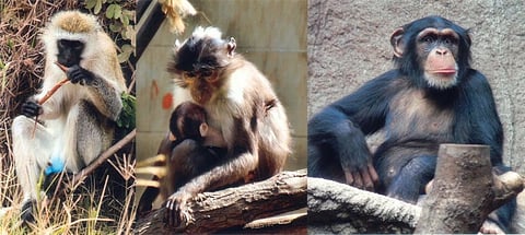 Non-human African primates are the source for HIV. The African green monkey is the source of the Simian Immunodeficiency Virus, the sooty mangabey is the source of HIV-2 and the Common Chimpanzee the source of HIV-1. Photo: Wikimedia Commons