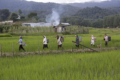 Union Budget 2022-23: Allocations skewed towards cash-schemes in agriculture