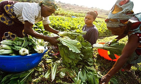 Agriculture & climate change: Ethiopia farmers find climate-smart ways to beat erratic weather