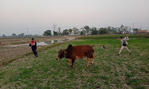 उत्तर प्रदेश के अमेठी जिले में निराश्रित पशुओं को अपने खेत से खदेड़ते युवा किसान। फोटो: गौरव गुलमोहर