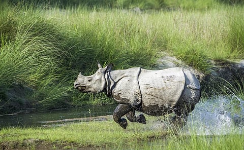 Kaziranga National Park in Assam, is home to the largest-population of One-Horned Rhinoceros in the world. Photo: iStock