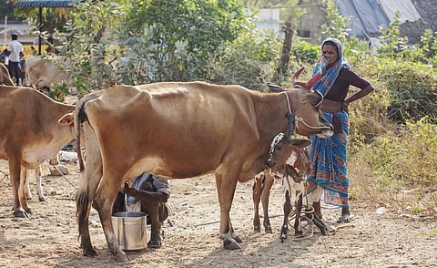Dairy farmers in Tiruvannamalai, Tamil Nadu. Photo: iStock
