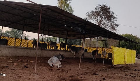 आवारा मवेशियों को काबू करने के लिए गौशालाएं बनाई गई हैं, लेकिन इनमें खामियां गिनाई जा रही हैं। फोटो: अमन गुप्ता