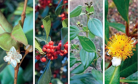 (बाएं से) मेटियोरोमिर्टस वायनाडेन्सि, इलेक्स कासियाना, सिनामोमम ट्रैवनकोरिकम, पायरेनेरिया चेरापुंजियाना