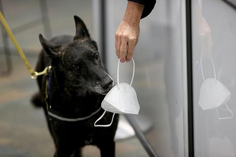 Dogs can be trained to sniff out COVID-19 — a team of forensic researchers explain the science