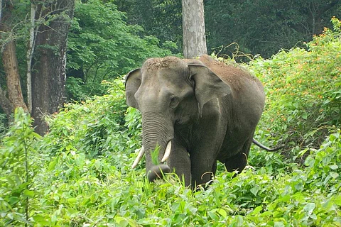 Photo: M Suchitra
