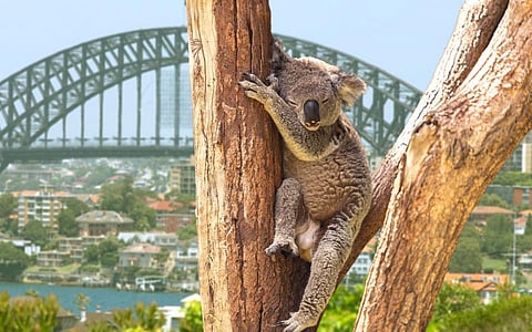 A koala against the backdrop of the Sydney Harbour Bridge. Photo: iStock