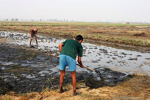 Climate and food price rise: Weather systems are so extreme that farmers have lost entire crop cycle