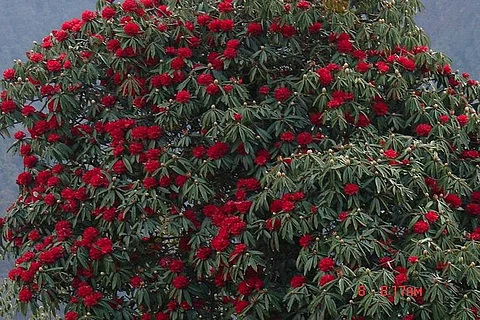 क्या हैं बुरांश के फायदे, लेकिन क्यों खतरे में पड़ा इसका अस्तित्व?