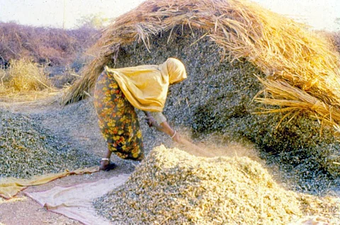 पशु चारे का संकट: राजस्थान में त्रिकाल जैसे हालात बने