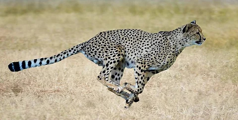 A galloping cheetah in Africa. Photo: iStock