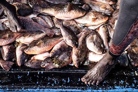 African countries must protect their fish stocks from European Union. Here’s how