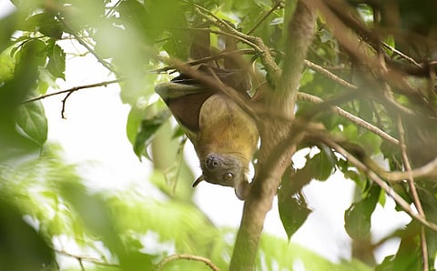 The African straw-coloured fruit bat. Photo: iStock