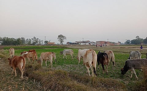 उत्तर प्रदेश में आवारा बेसहारा गाय खेतों में घुसकर फसल बर्बाद कर रही हैं। फोटो: गौरव गुलमोहर
