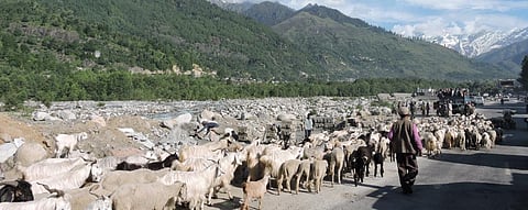 Pasture posture in time of climate change