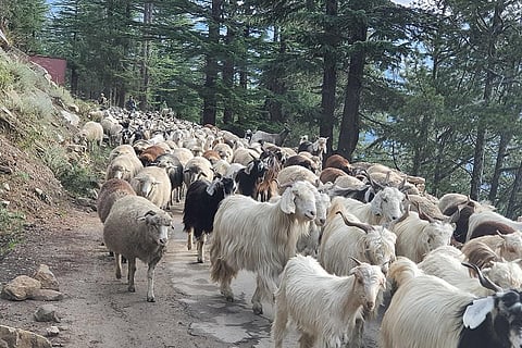 भारत में पशुचारकों की संख्या 1.3 करोड़ से अधिक है। फोटो: राजू सजवान