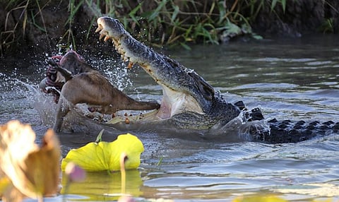A saltwater crocodile eating a small kangaroo in northern Australia. Photo: iStock