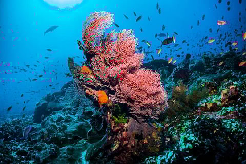 Why does the world need a library of underwater sounds? A scientist explains