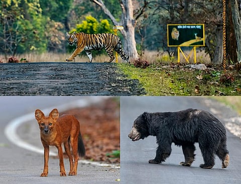 Sloth bear, dhole, tiger most affected among apex predators globally due to road development: Study