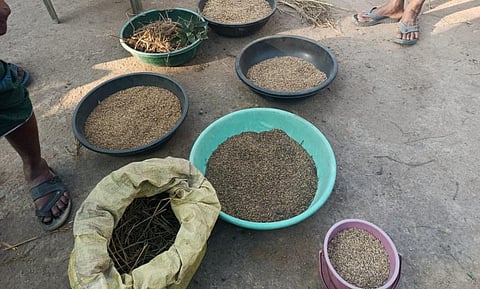 Discoloured black rice in Odisha’s Sundergarh district. Photo: Credit: Janshakti Bikash Parishad