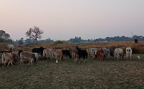 छुट्टा मवेशी उत्तर प्रदेश विधानसभा चुनाव में एक बड़ा मुद्दा बन कर उभरा है। फोटो: गौरव गुलमोहर