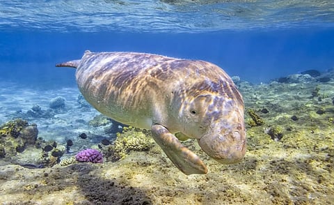 A dugong in the Red Sea, Egypt. Photo: iStock