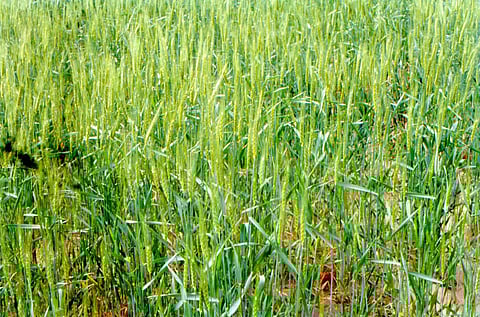 बिहार: ठंड व कोहरे से खराब हुई फसलें, लेकिन गेहूं को फायदे की उम्मीद