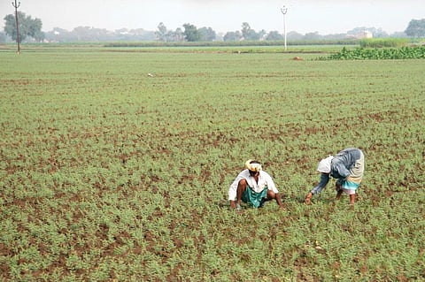 What is behind fertiliser shortage in Andhra Pradesh