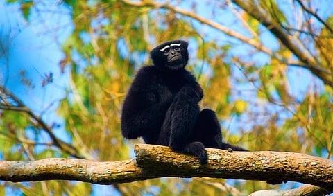 A male Hoolock gibbon at the Hoollongapar Gibbon Sanctuary in Assam. Photo: iStock
