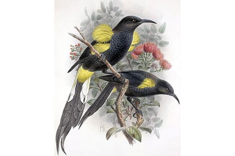 फोटो : विकिमीडिया कॉमन्स