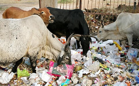 Stray cattle rummaging through plastic trash in Hyderabad. Photo: iStock
