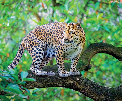 Photo: Istock photo