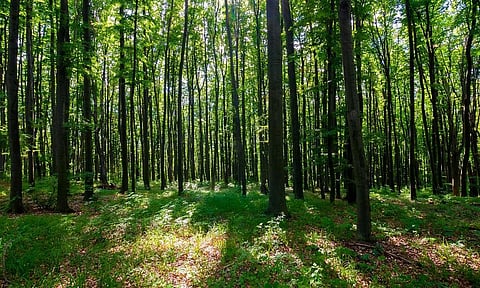 India identifying, defining forests wrongly, say experts at Anil Agarwal Dialogue