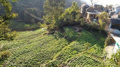 उत्तराखंड के पौड़ी जिले का आलू का खेत। फोटो: वर्षा सिंह