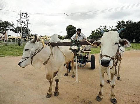 The University of Agricultural Sciences,
Raichur, Karnataka, has developed a
bullock cart-mounted device that generates
electricity from the movement of the cart (Photographs courtesy: All India Coordinated Research Project on Increased Utilization of Animal Energy)