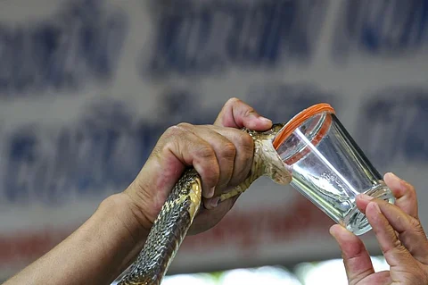 Milking a cobra for its venom in Thailand. Photo: iStock
