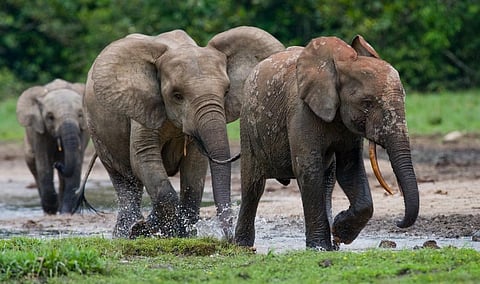A first for large African mammals: DNA used to count Gabon’s endangered forest elephants
