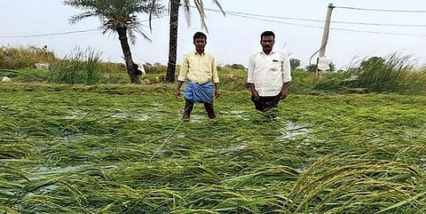 कर्नाटक के मांड्या जिले के मालावल्ली तालुका में रहने वाले वेंकटेश और धर्मप्पा को बीमा कंपनियों और स्थानीय कृषि विभाग से मदद नहीं मिलती (फोटो सौजन्य: मांड्या ऐग्रिकल्चर डिपार्टमेंट)