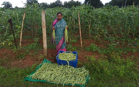 A woman farmer of Akhapolan poses with her bumper harvest of cowpeas. Photo: Suvam Kumar Jena