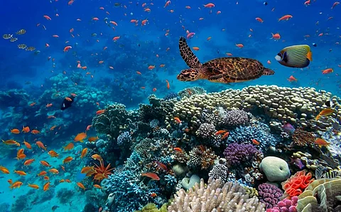 Corals in the Red Sea. Photo: iStock