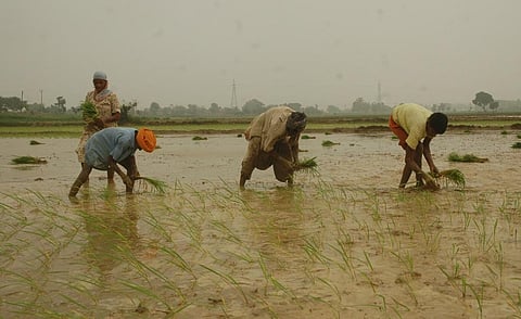 Workers planting paddy in Punjab. Photo: Agnimirh Basu / CSE