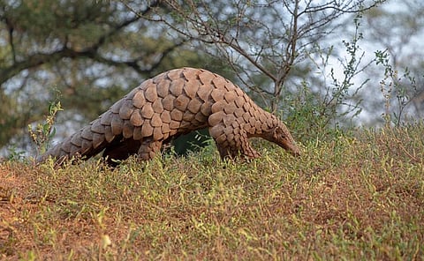 The Indian Pangolin. Photo: iStock