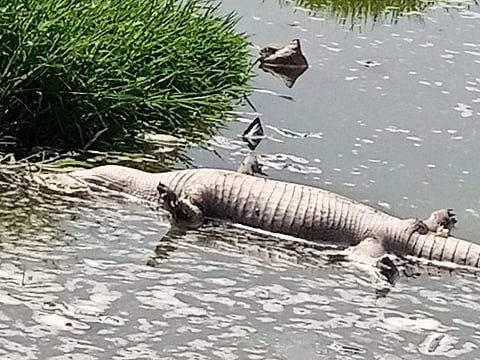 The carcass of a dead mugger crocodile floating in the Kala Talab. Photo: Tapeshwar Singh Bhati