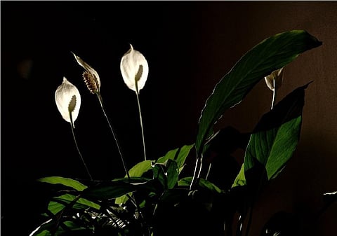 वायु गुणवत्ता में 20 फीसदी तक सुधार कर सकते हैं घरों में लगे पौधे