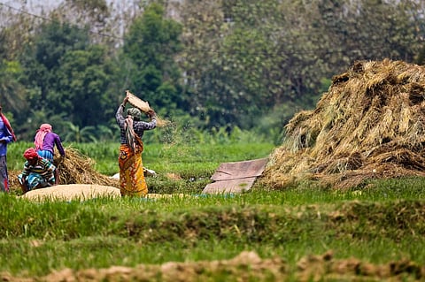 India’s natural, organic farming strategy for rice and wheat